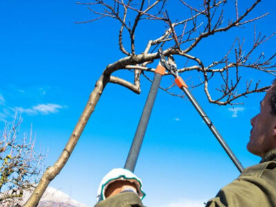 ¿Cómo y cuándo podar árboles?