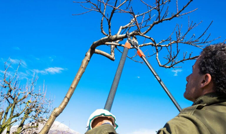 ¿Cómo y cuándo podar árboles?