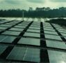 Verdissimo Consciente: iniciativas de impacto ambiental y social