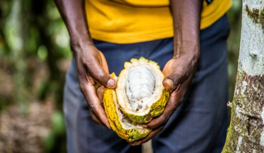 Oikocredit apuesta por la inclusión financiera para preservar el futuro del cacao
