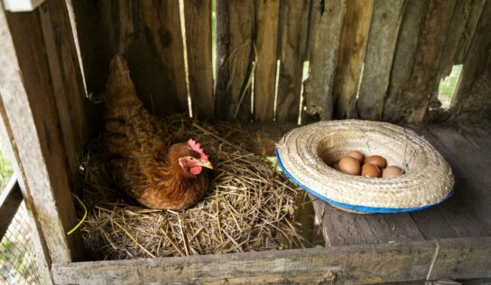 El pienso ecológico para gallinas ponedoras de Bifeedoo aporta una nutrición natural para conseguir huevos de mayor calidad y sabor