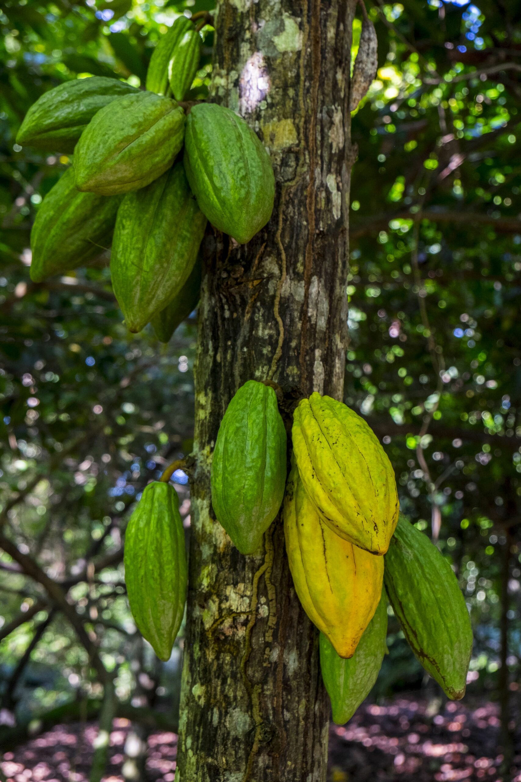 cacao Paccari 2 scaled