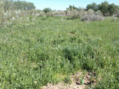 Tot-Net contribuye a la reforestación con la plantación de 60 árboles en la Reserva Natural de los Galachos