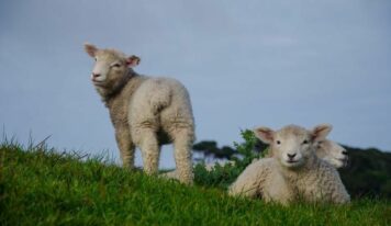 Bifeedoo destaca su pienso ecológico para corderos capaz de transformar la nutrición durante la primavera