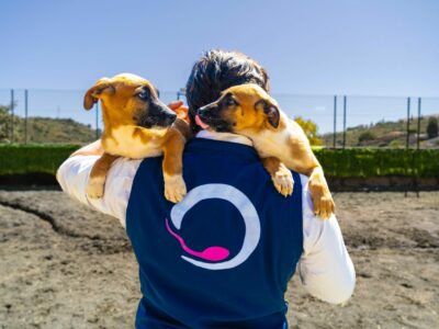 La clonación animal, una práctica aprobada por la Unión Europea y el Vaticano