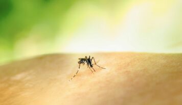 Medidas y remedios para un verano sin picaduras, según Quirón Prevención