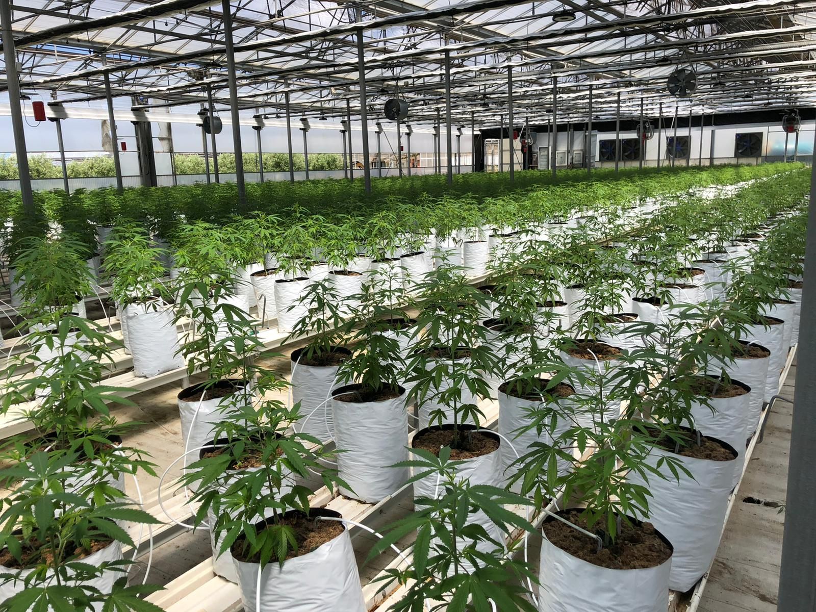 Cultivo Caamo Industrial