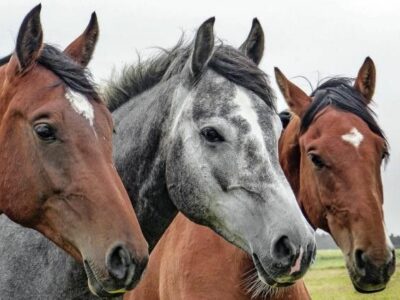 El pienso ecológico para caballos de Bifeedoo favorece la vitalidad y el bienestar digestivo