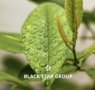 Black Star Group lanza nuevas soluciones para maquinaria agrícola e industrial