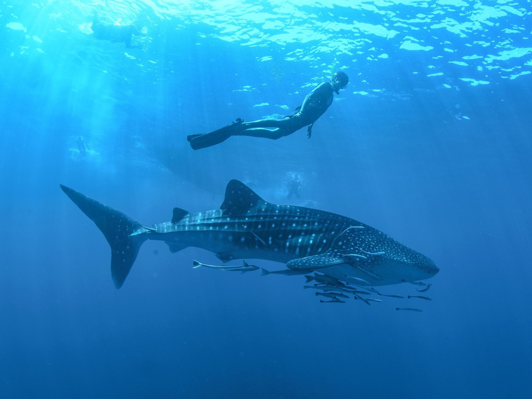 Los Cabos buceo