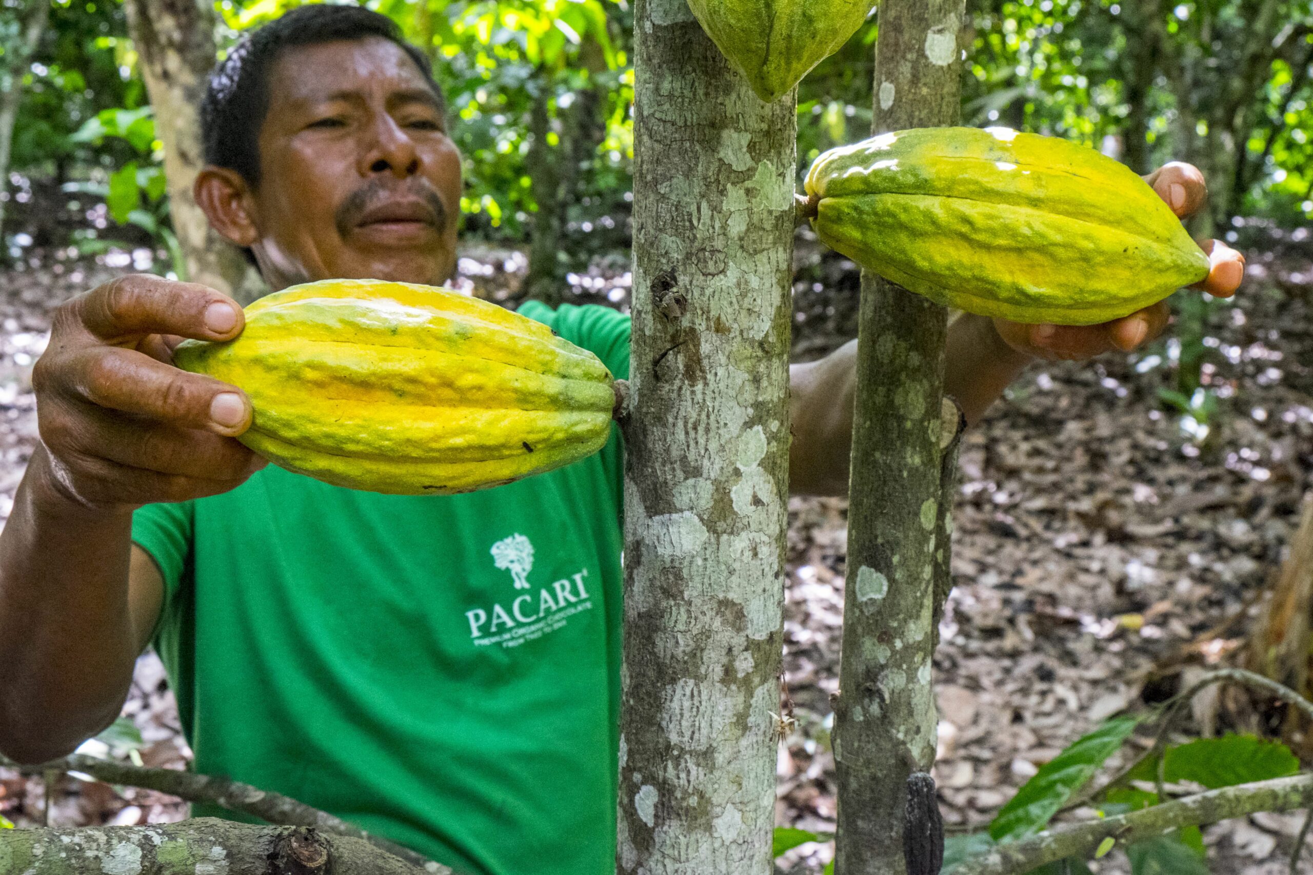 Productores de cacao scaled