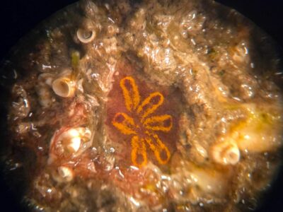 Primer ensayo mediterráneo que valida el uso de materiales sostenibles para la regeneración marina