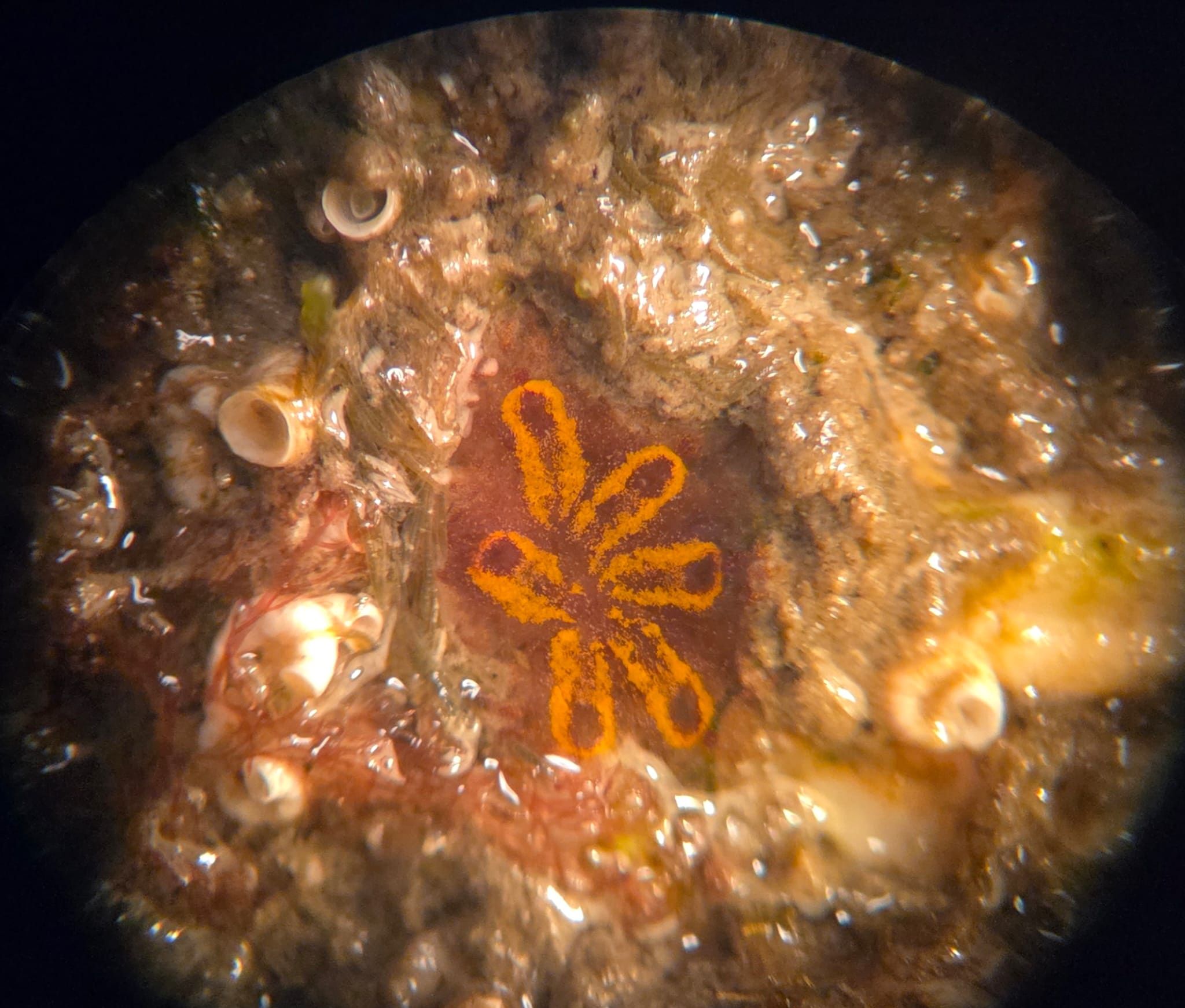 ProyectoESVIMA Palma0925