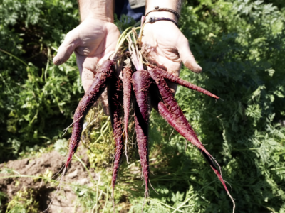 MuñozVal lanza en Fruit Attraction la zanahoria morada con estudio del CSIC que avala su poder antioxidante