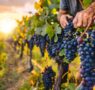 Bodegas Obergo inicia la vendimia 2025, una tradición que respeta la climatología del Somontano