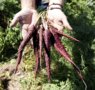 MuñozVal lanza en Fruit Attraction la zanahoria morada con estudio del CSIC que avala su poder antioxidante