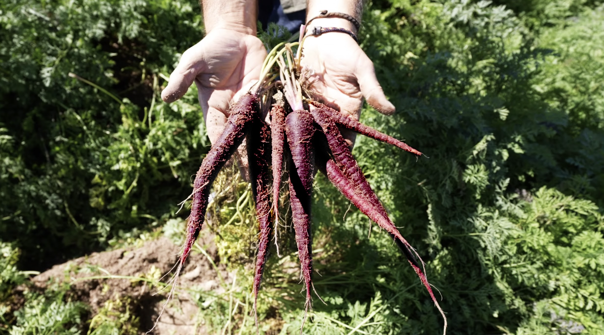 Zanahoria morada