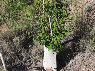 Del drama a la acción: una reforestación responsable tras los incendios