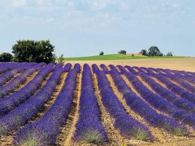 Ener2crowd entra en el sector de la agricultura sostenible con proyectos que ofrecen rendimientos anuales de hasta el 10%