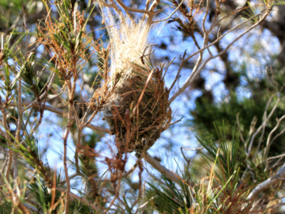 Rentokil Initial alerta sobre las plagas que hay que vigilar durante los meses fríos