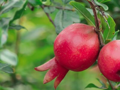 España produce más de 79.000 toneladas de granada, fruta con punicalagina aliada para la astenia otoñal