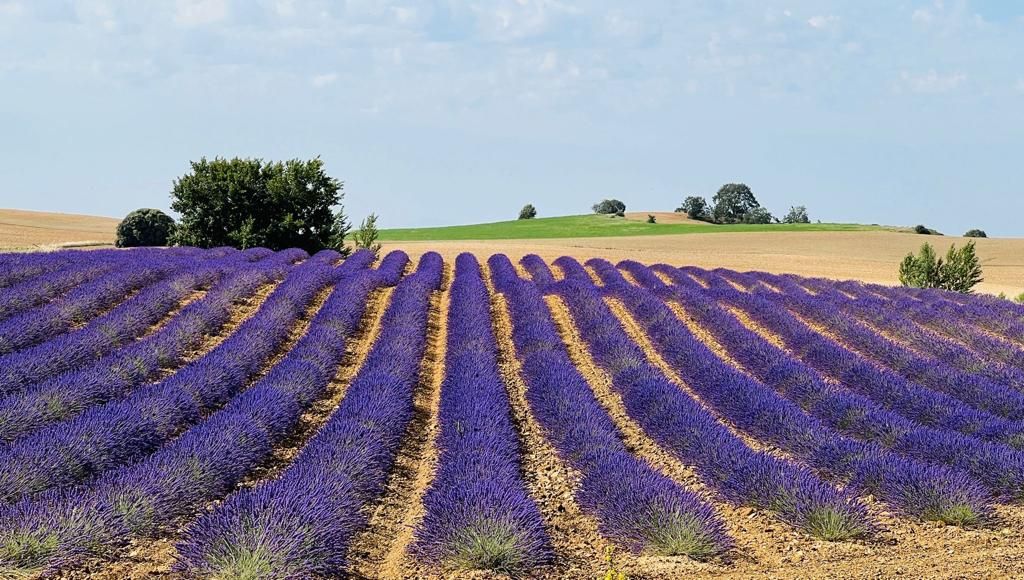 Ener2crowd entra en el sector de la agricultura sostenible con proyectos que ofrecen rendimientos anuales de hasta el 10% 3 Agricultura sostenible 2