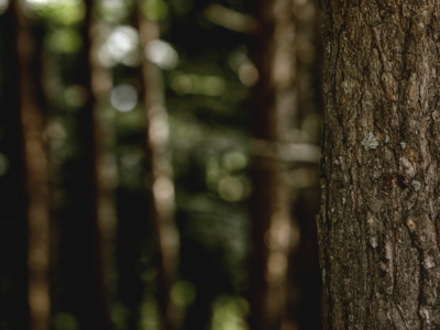 Grup Boix alerta sobre el riesgo de incendios y reivindica la gestión forestal con la llegada del invierno