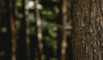 Grup Boix alerta sobre el riesgo de incendios y reivindica la gestión forestal con la llegada del invierno