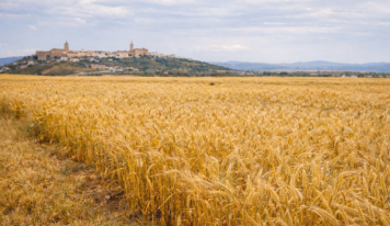 LIFE Innocereal EU confirma que los bioestimulantes mejoran la rentabilidad del cereal