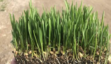 BioPalacín Planet alerta sobre la importancia del relevo generacional en el campo