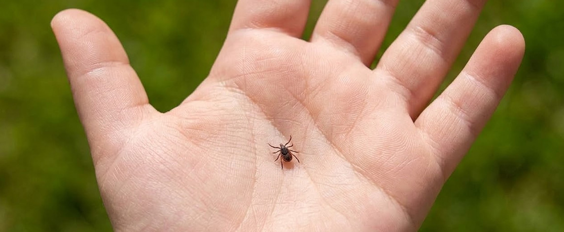 Enfermedad transmitida por garrapatas en adolescentes: riesgos, síntomas y prevención