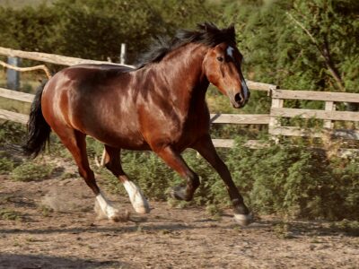 Bifeedoo destaca el valor de la energía natural en caballos mediante su pienso ecológico para caballos