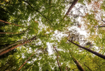 Inicio 66 Grup Boix celebra que el Govern sitúe la gestión forestal como una política estructural de país