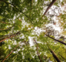 Grup Boix celebra que el Govern sitúe la gestión forestal como una política estructural de país