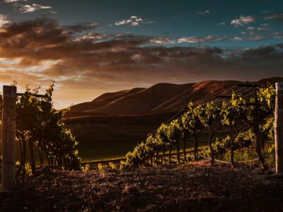 Obergo propone nuevos maridajes para su Chardonnay de Obergo en la temporada primaveral