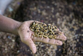 Inicio 71 Animals’ View publica un reportaje sobre las granjas de insectos y sus implicaciones éticas