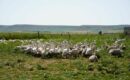 Inicio 64 Influencers y periodistas descubren en Palencia el origen del Foie Gras