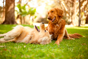 Inicio 70 TodoMascota explica cómo adaptar la alimentación del perro ante la llegada del calor para mantener su equilibrio y bienestar