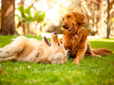 TodoMascota explica cómo adaptar la alimentación del perro ante la llegada del calor para mantener su equilibrio y bienestar