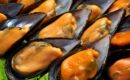 Inicio 63 Mariscos del Rey lleva el auténtico sabor del océano a la mesa con una calidad y frescura inigualables