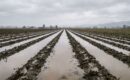 Inicio 63 El Super El Niño podría agravar la presión sobre los mercados de materias primas en 2027